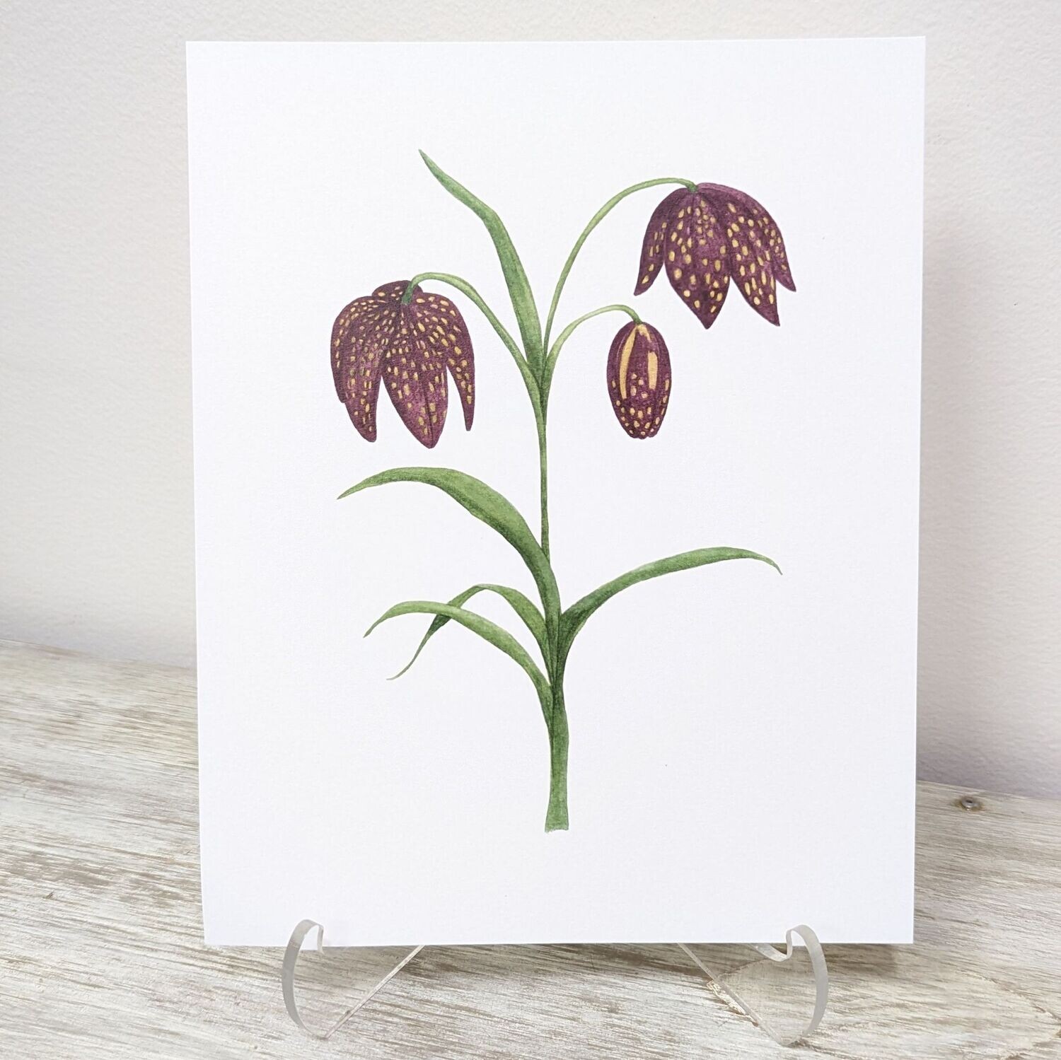 Chocolate Lily Botanical Watercolour Print (8x10)