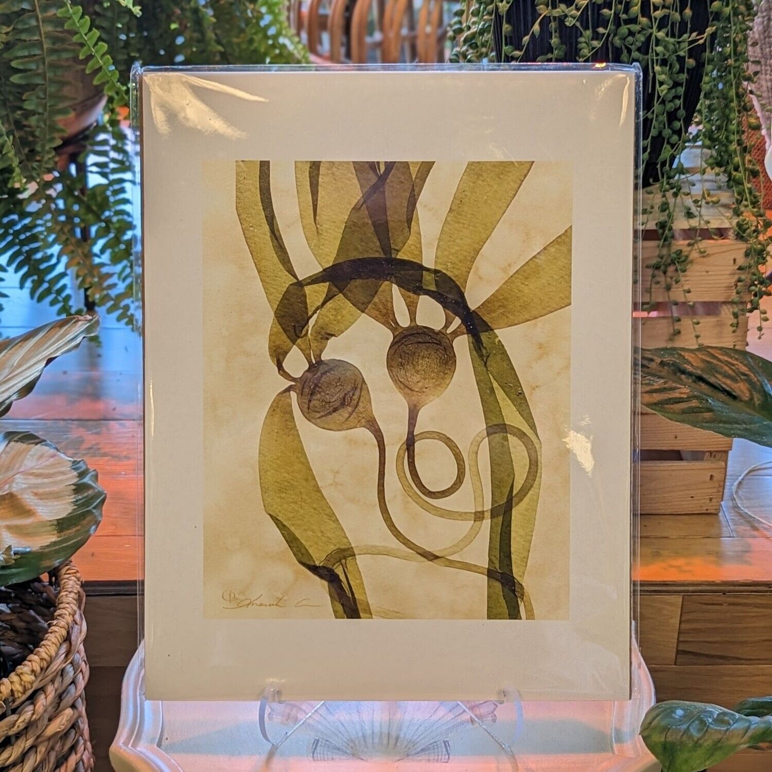 Bull Kelp 1 Print (11x14)