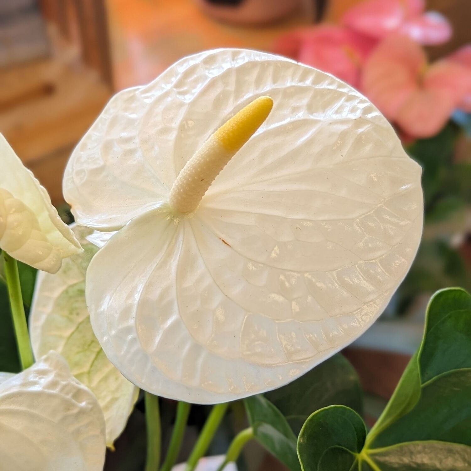 6" White Anthurium