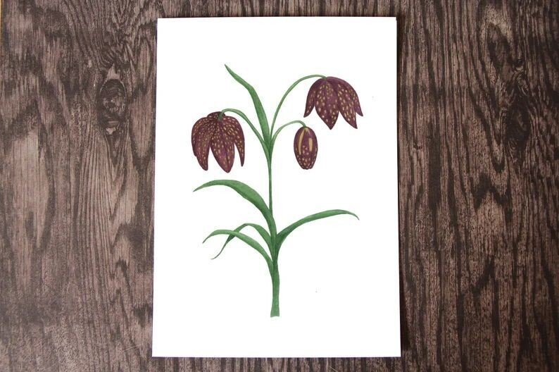 Chocolate Lily Watercolour Art Print (5x7)