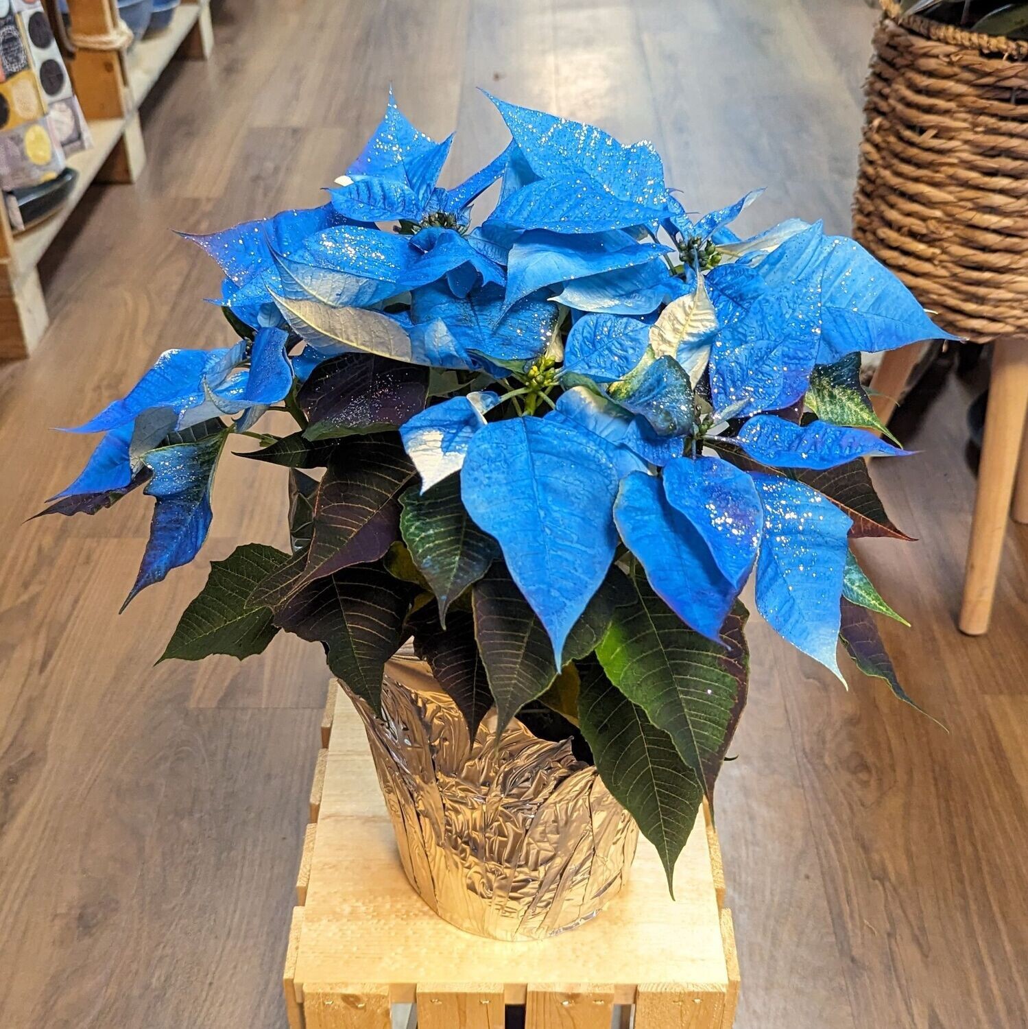 6" Blue Tinted Poinsettia