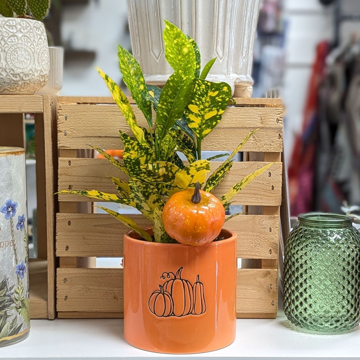 4" Croton in Orange Pumpkin Pot