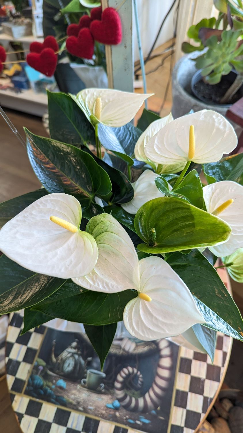 6" White Anthurium