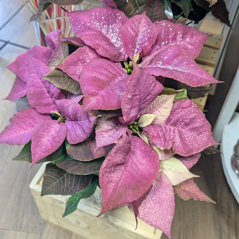 6" Fuchsia Poinsettia