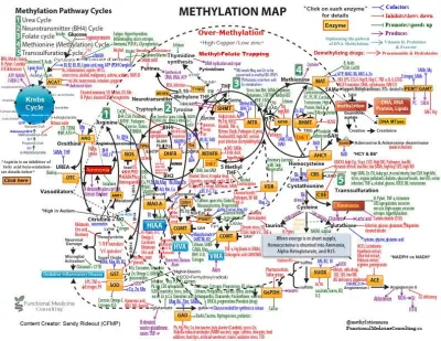 Methylation Map – Digital + Poster Bundle