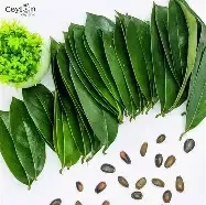 SourSop Leaves