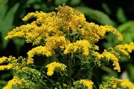 Golden Rod