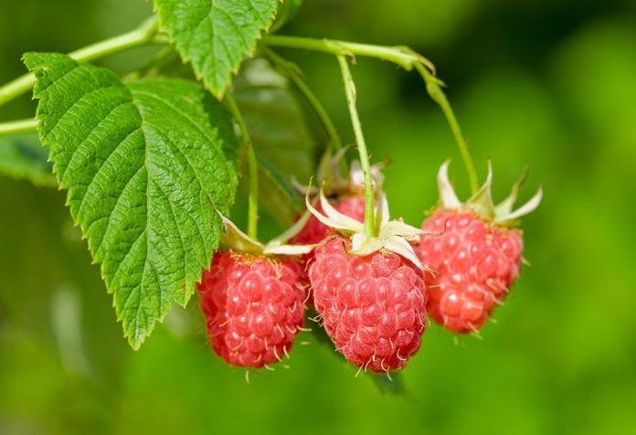 Red Raspberry