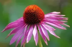 Echinacea