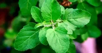 Holy Basil