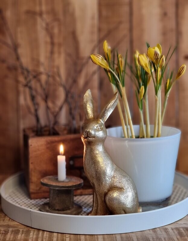 Poly Hase sitzend - nach links schauend