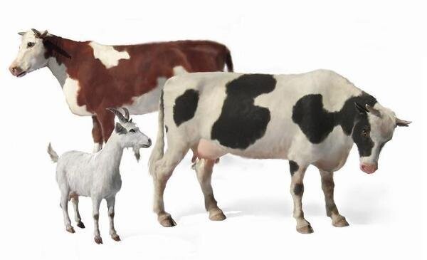 MASTER BOX MB3566 1/35 Domestic Animals