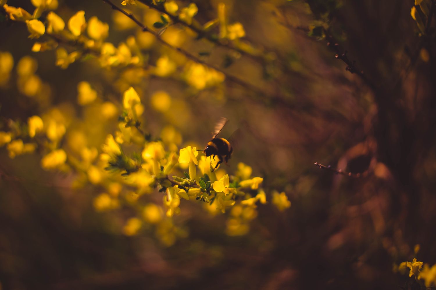 BEE €