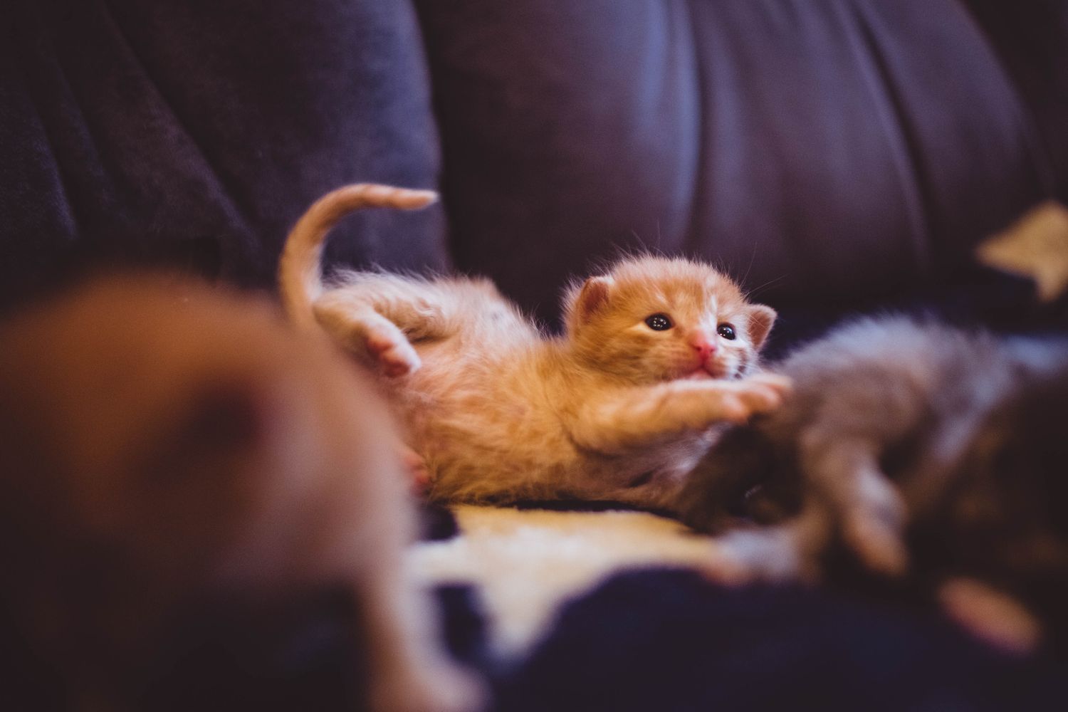 CAT 2