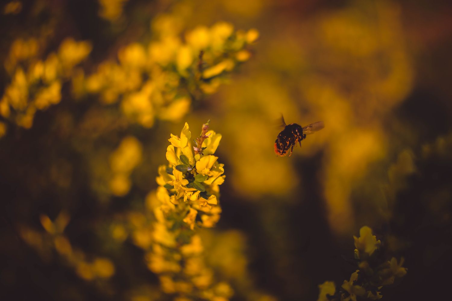 BEE 2