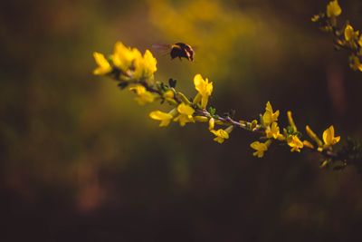 BEE 3