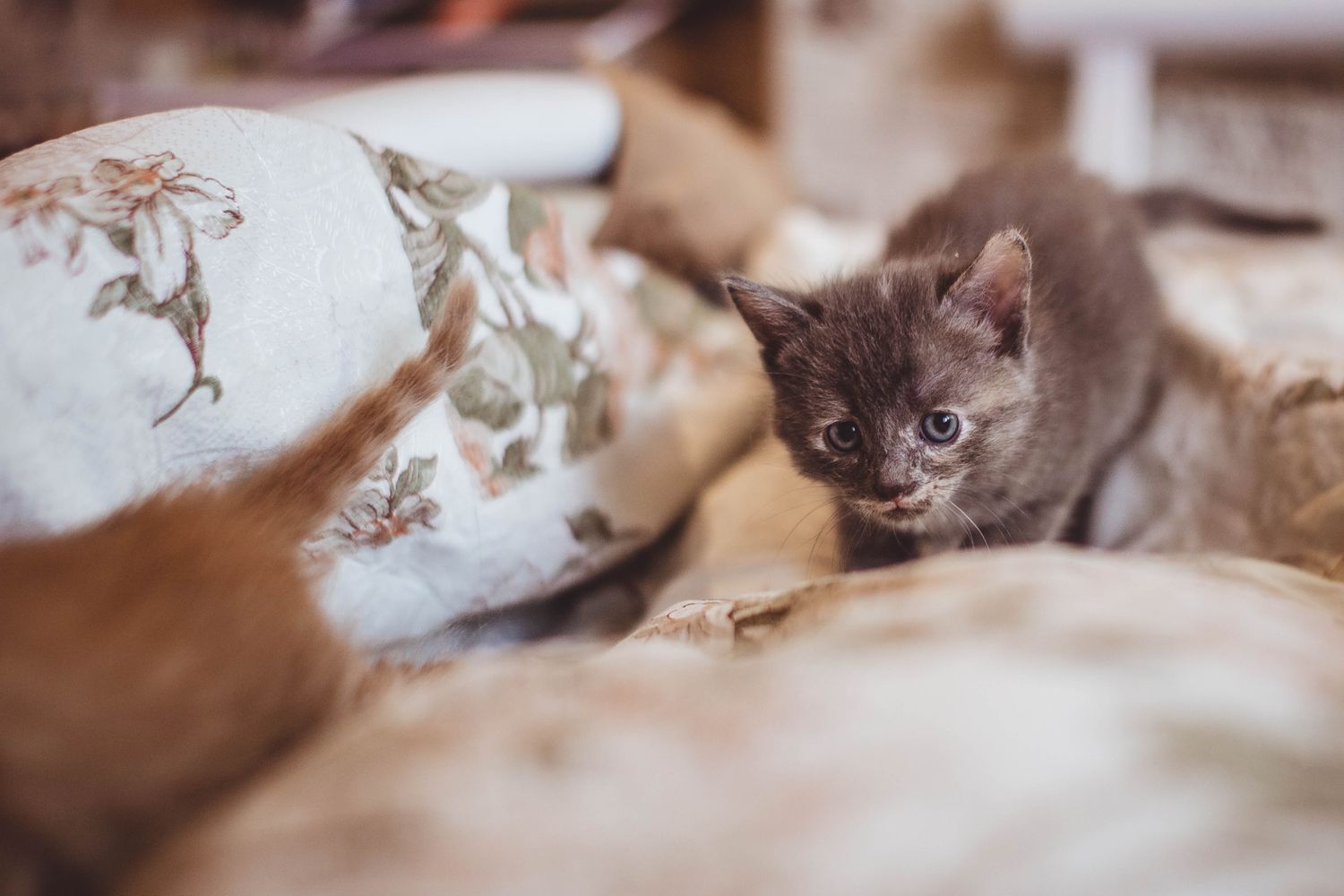 CAT 3