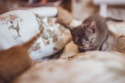 CAT 3