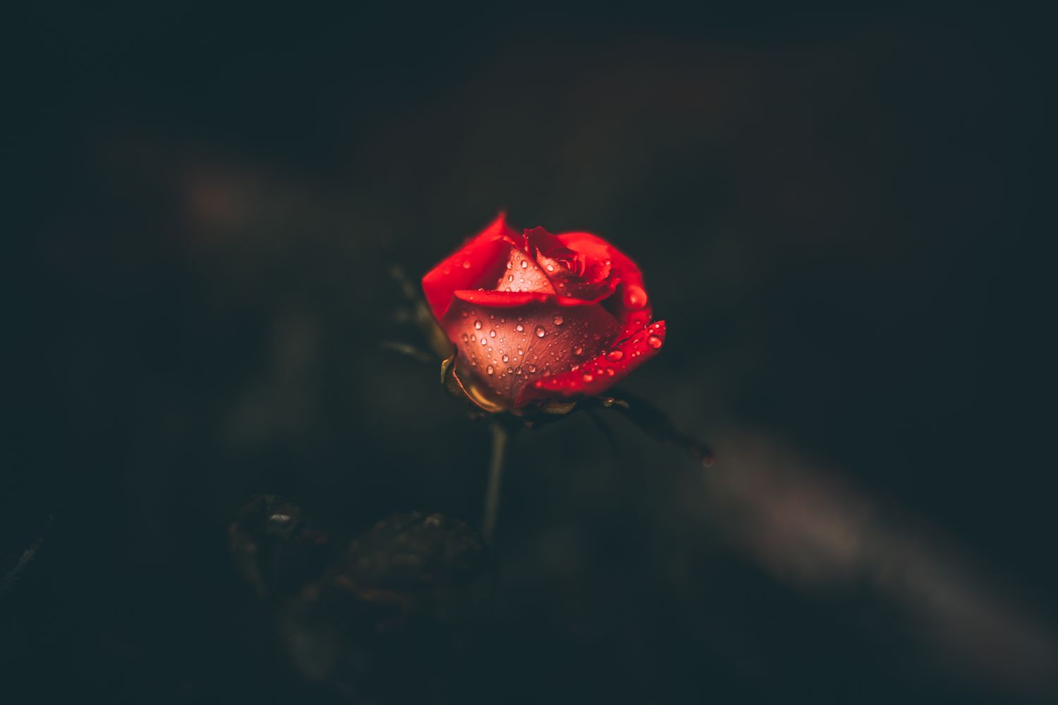 FLOWER 3