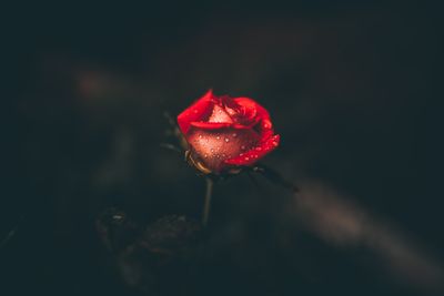 FLOWER 3
