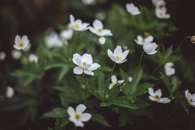 FLOWER 2