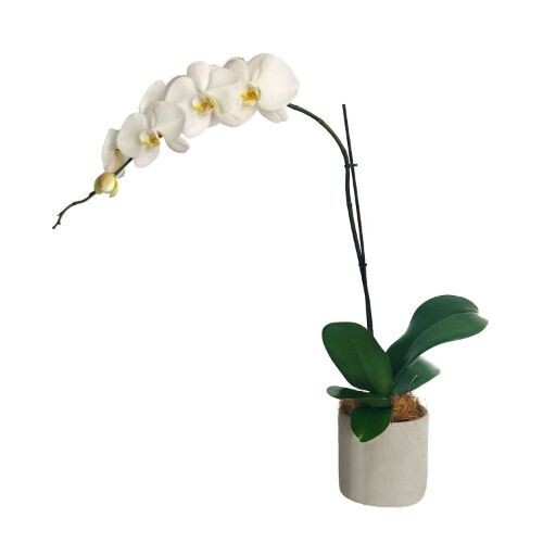 Orchid