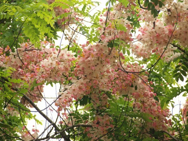 Palawan Cherry Blossom
