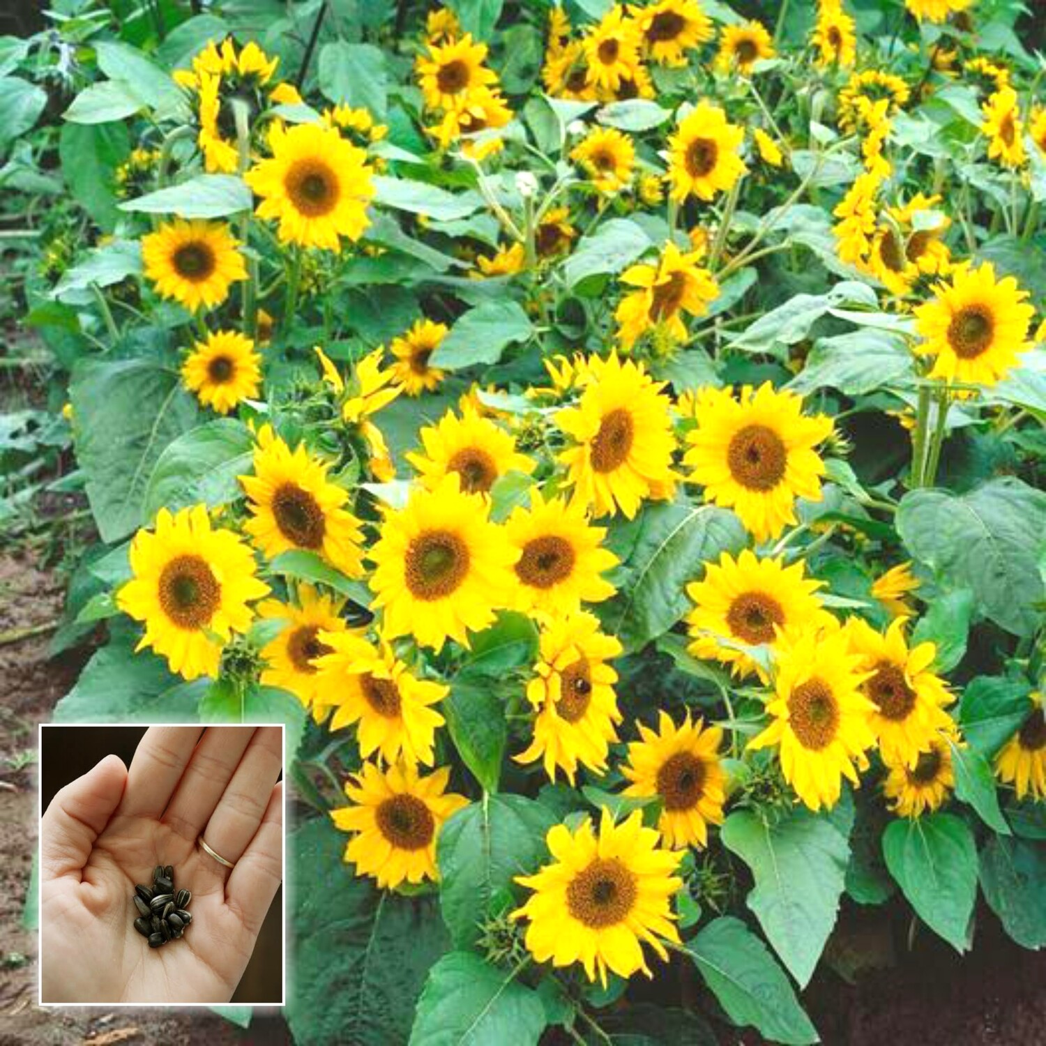 Dwarf Sunflower Seeds