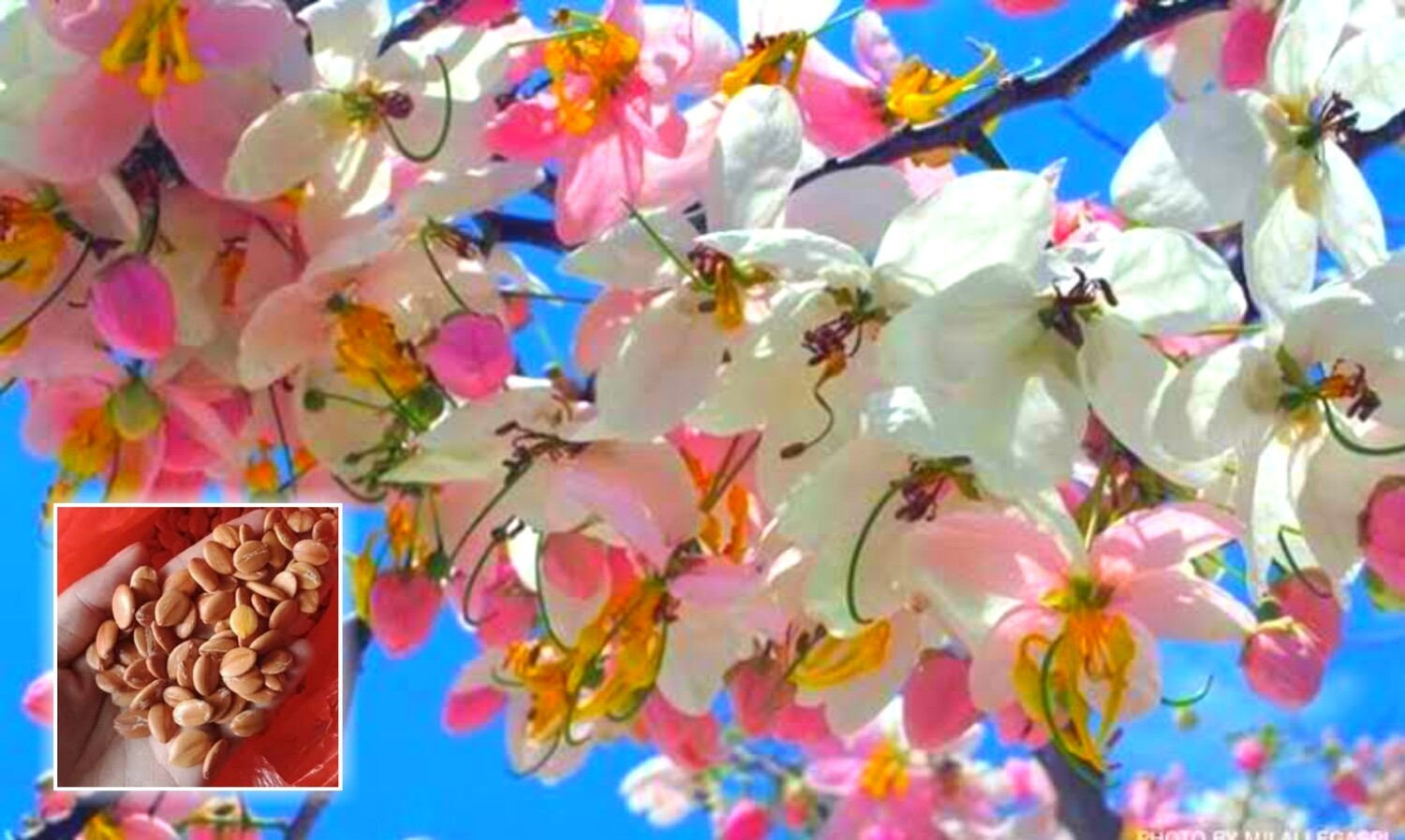 Palawan Cherry Blossom