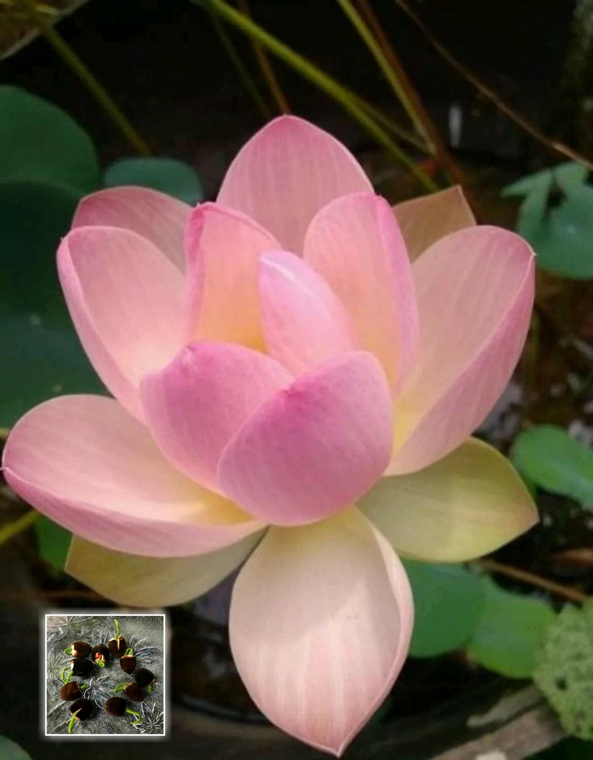 Lotus Seeds