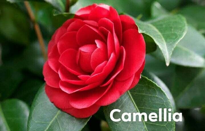 Camellia Seed