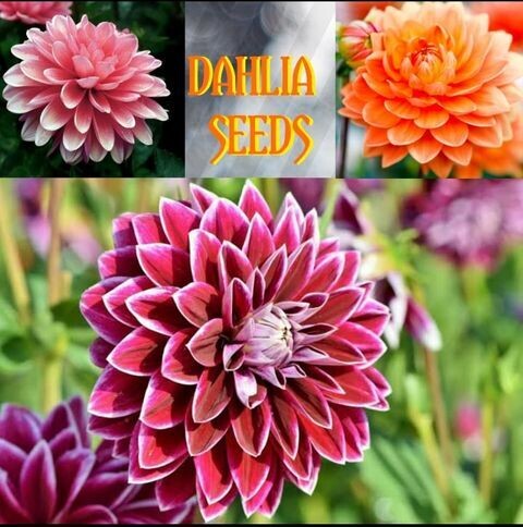 DAHLIA