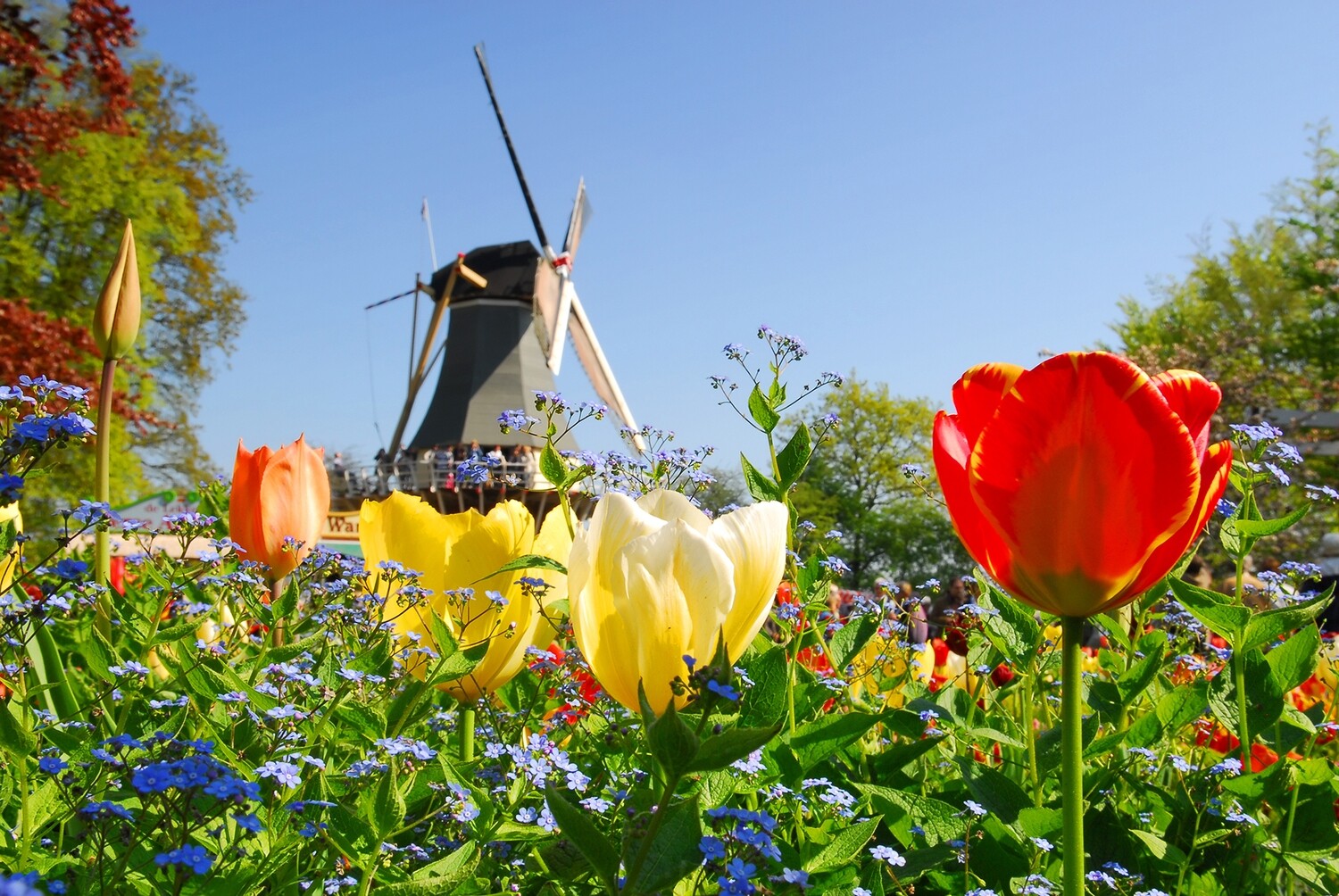 Tagesreise KEUKENHOF in Lisse (09.04.+26.04.2025)