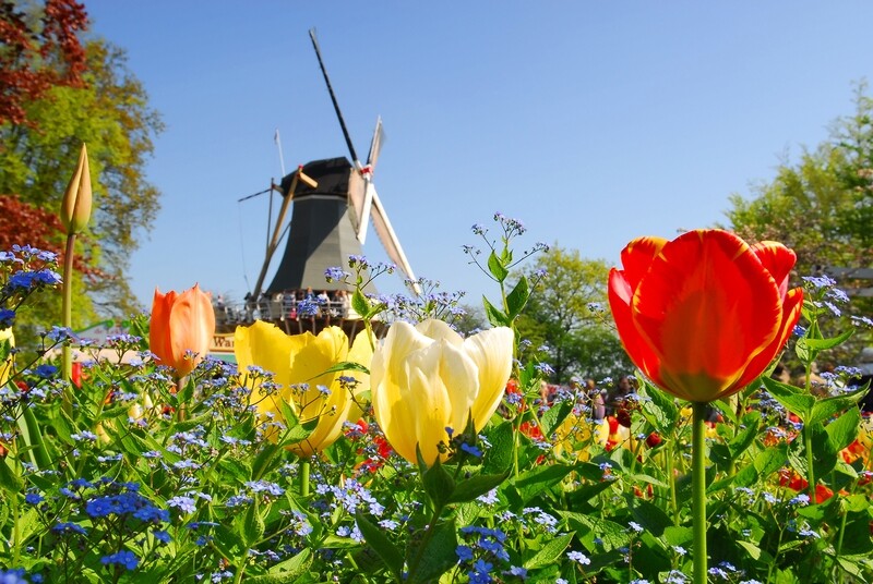 Tagesreise KEUKENHOF in Lisse (09.04.+18.04.+29.04.2026)