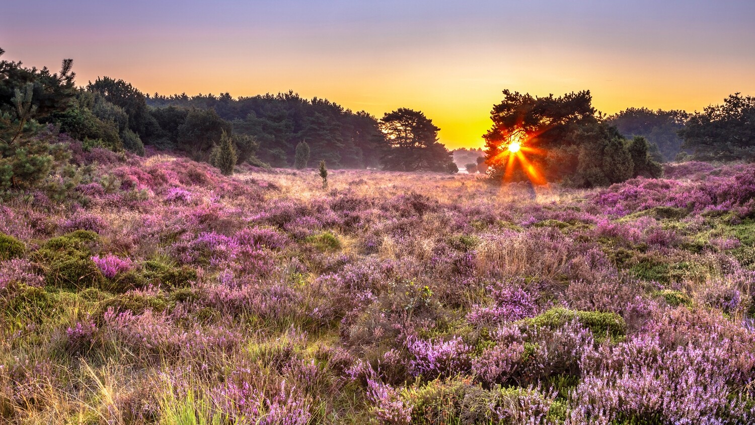 Tages-Radreise HEIDEBLÜTE in den Niederlanden (07.09.2024)