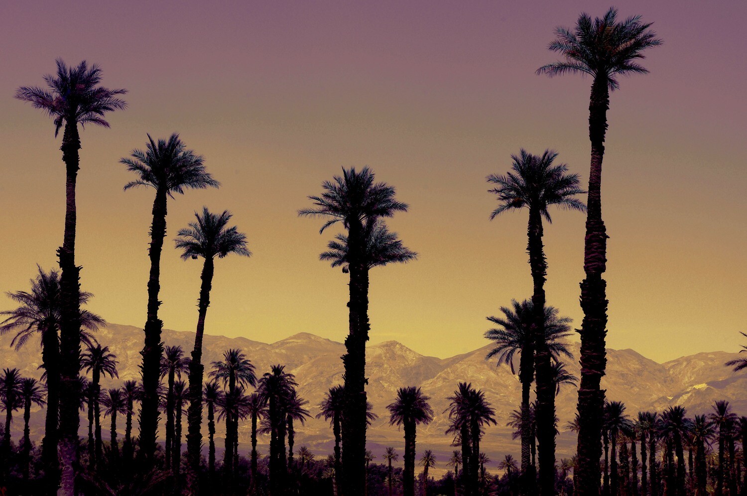 Palm Trees at Sunset Zabriskie Point Desert -California - ​