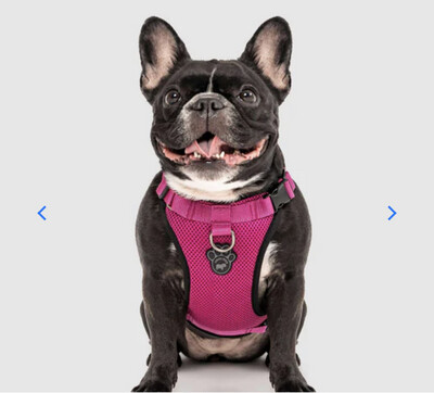 Canada Pooch The Everything Harness Size M
