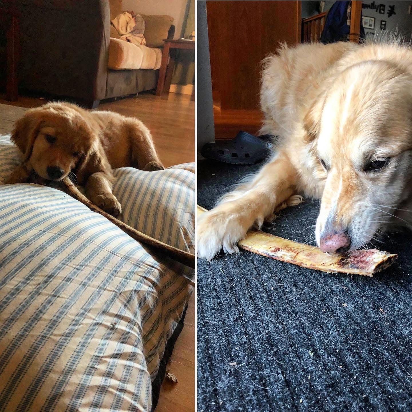 Artisan Farms Netted Rib Bones Smoked 7"-9"(2pk)