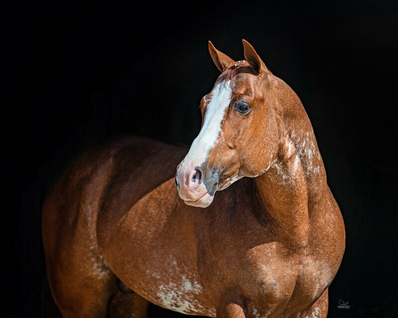 Rockin By Moonlite Semen Straws