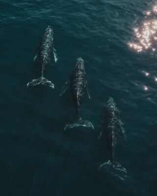 "Whale Triplets"