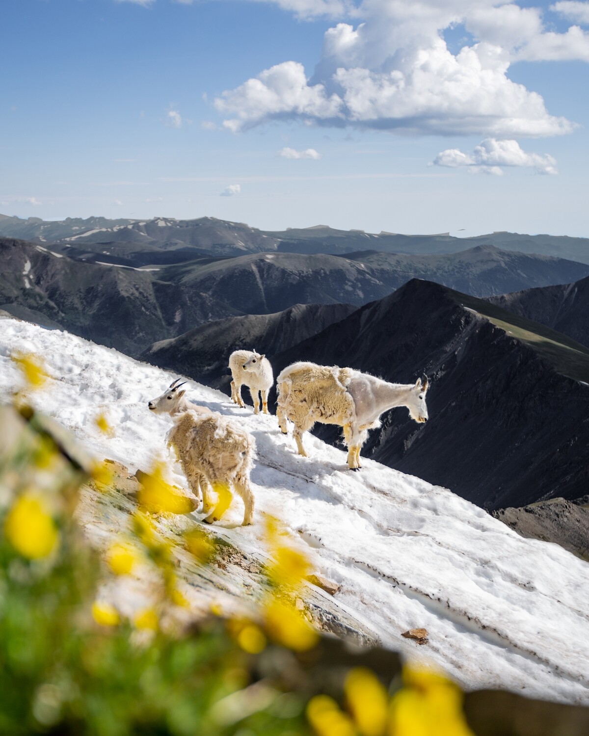 &quot;Torreys Goats&quot;