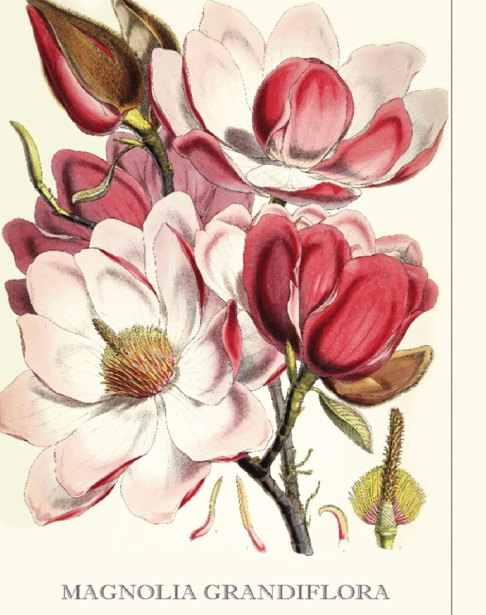 W - SPECIAL; Luxury Non Smear Tea Towel - Made in Australia from waste water bottles and fabric offcuts called RPET. They absorb 6 times its weight in moisture - "Magnolia"