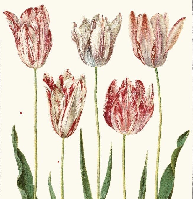 W - SPECIAL;  Luxury Non Smear Tea Towel - Made in Australia from waste water bottles and fabric offcuts called RPET. They absorb 6 times its weight in moisture - "Tulips"