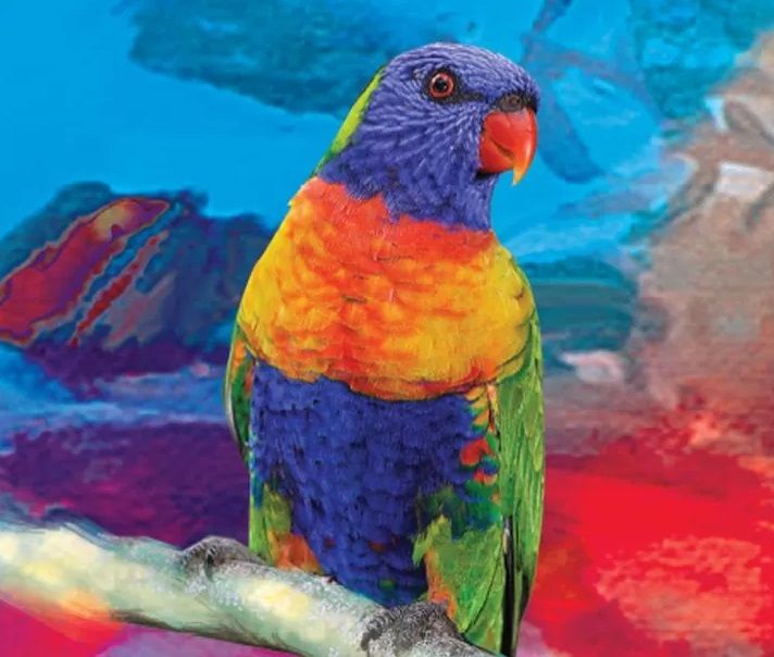 W - Luxury Non Smear Tea Towel - Made in Australia from waste water bottles and fabric offcuts called RPET. They absorb 6 times its weight in moisture - "Lorikeet"
