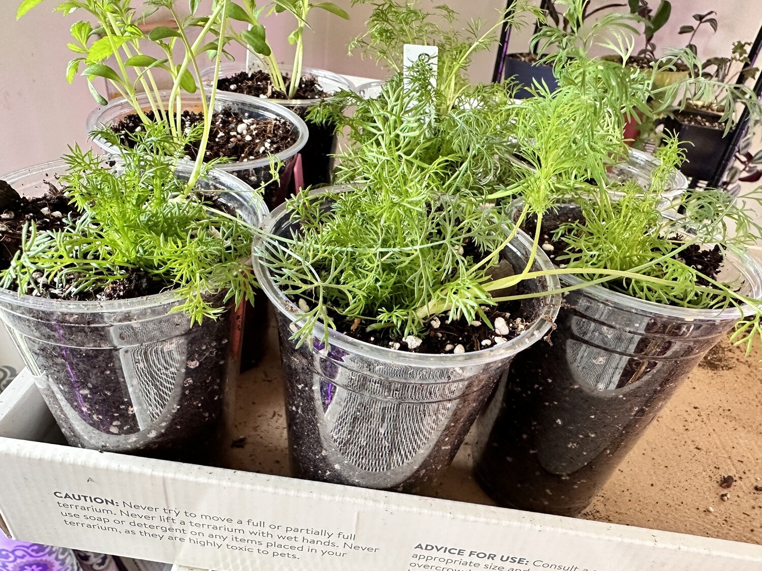 Live Herb Seedlings