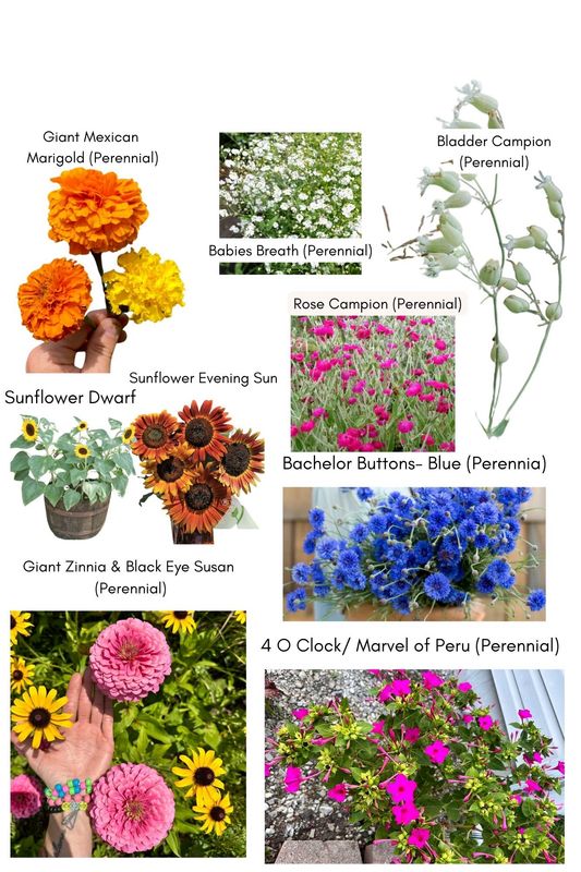 Live Flower Seedlings