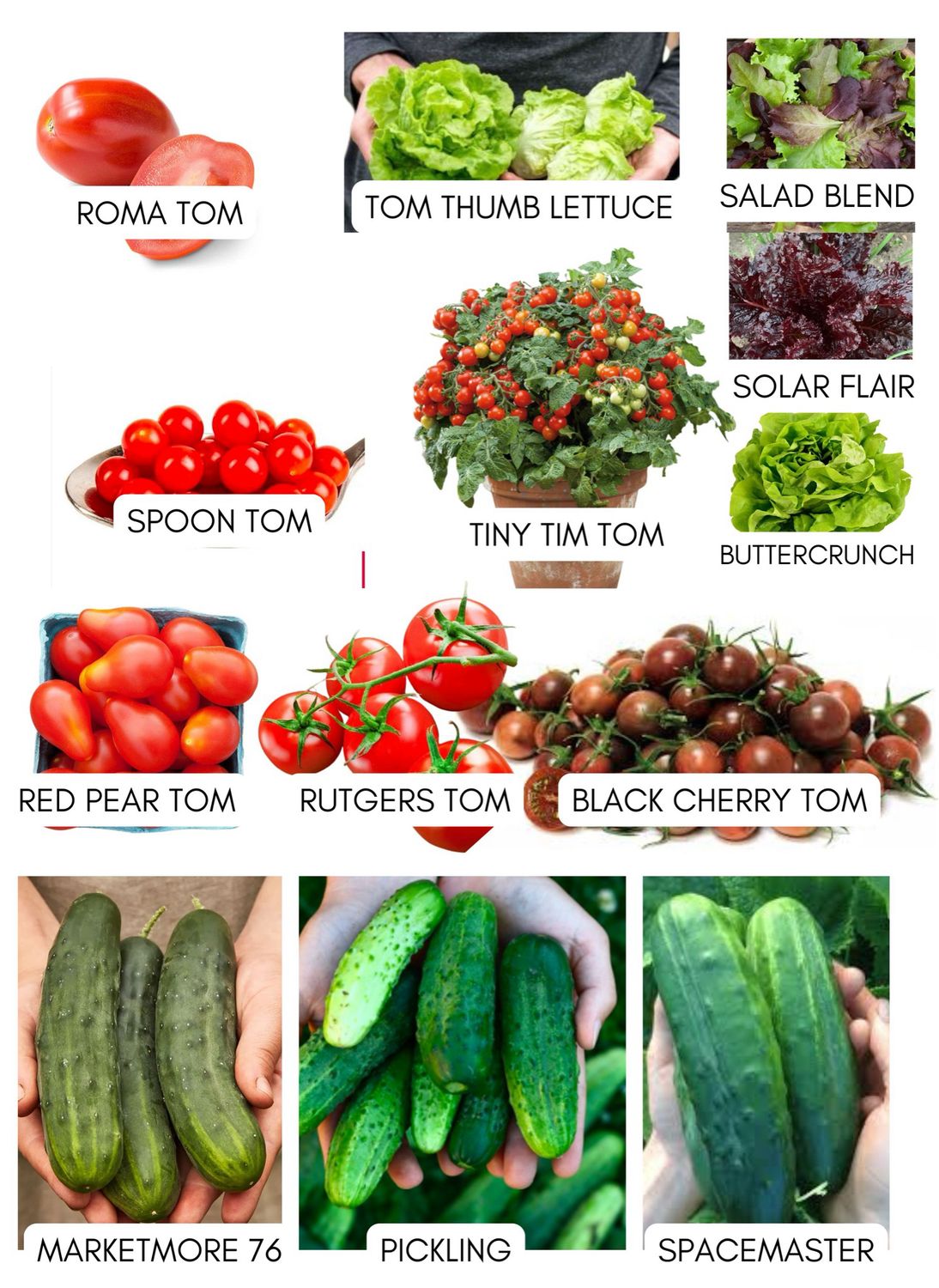 Live Vegetable Seedlings