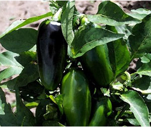 Jalapeño M