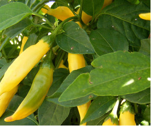 Aji Limon