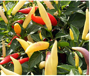 Aji Omnicolor